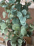 Garden Eucalyptus Potted Tree | 24-30"