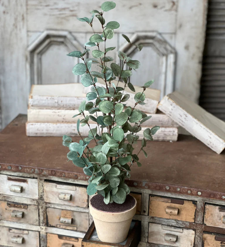 Garden Eucalyptus Potted Tree | 24-30&quot;