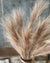 Tawny Plume Grass Bush | 24"