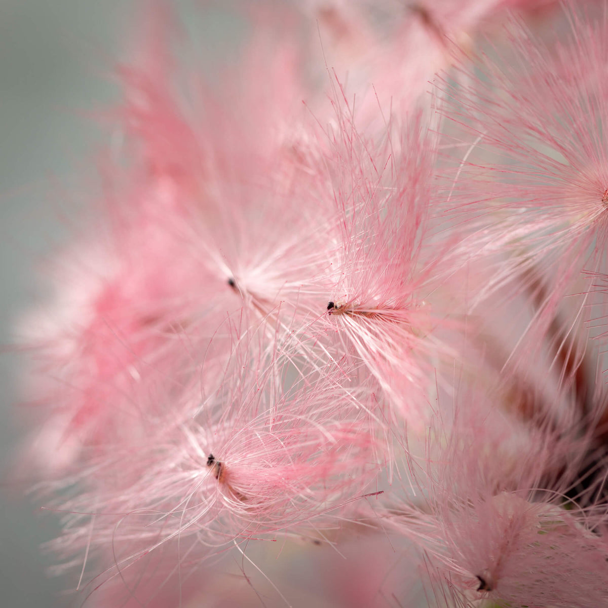 Dandelion Flower Stem | Pink | 24-32&quot;