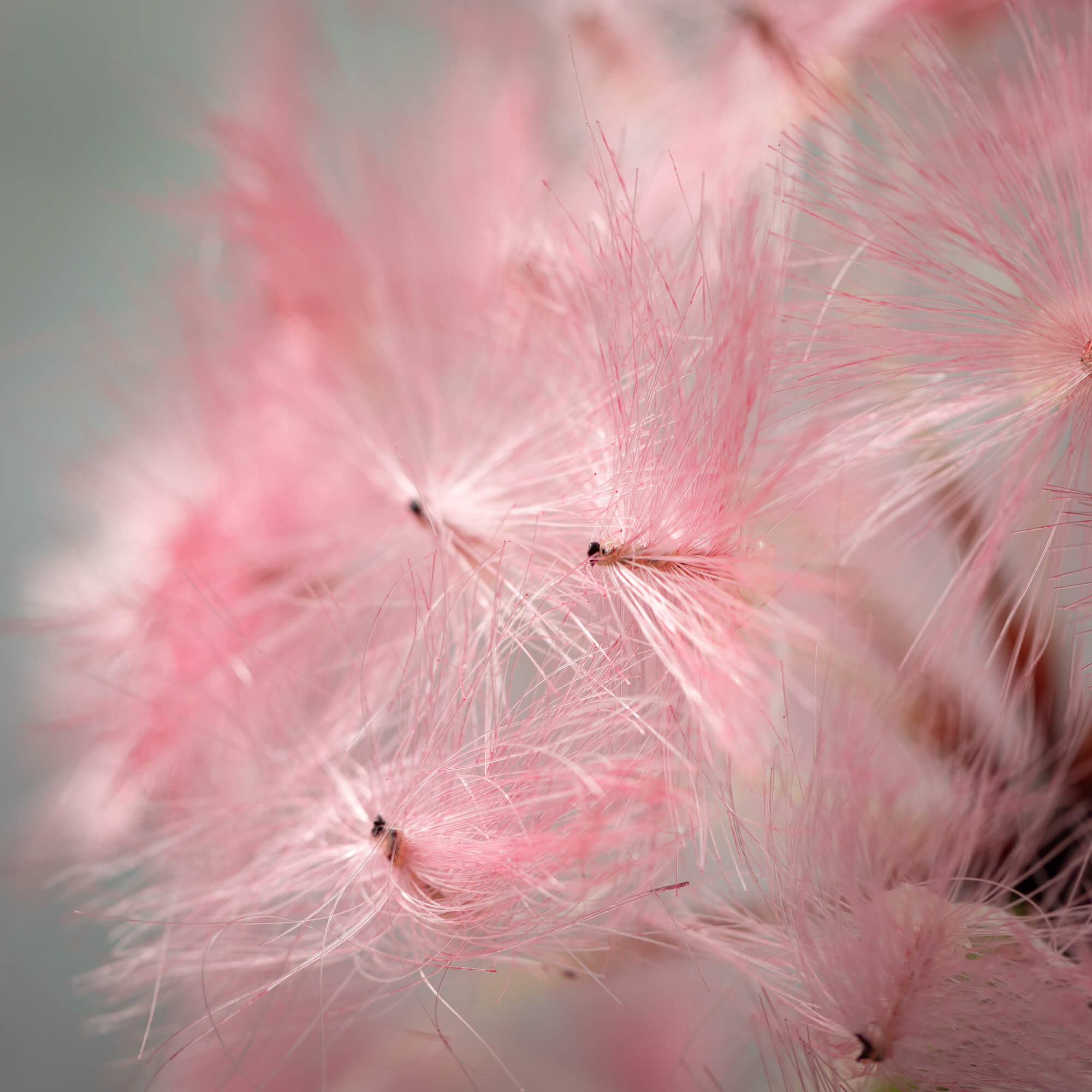 Dandelion Flower Stem | Pink | 24-32"