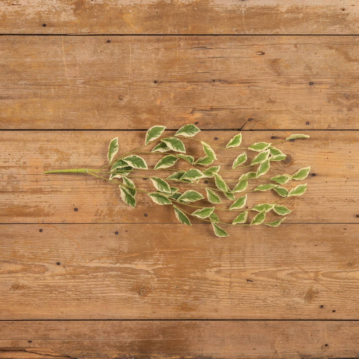 Pothos Leaf Vine