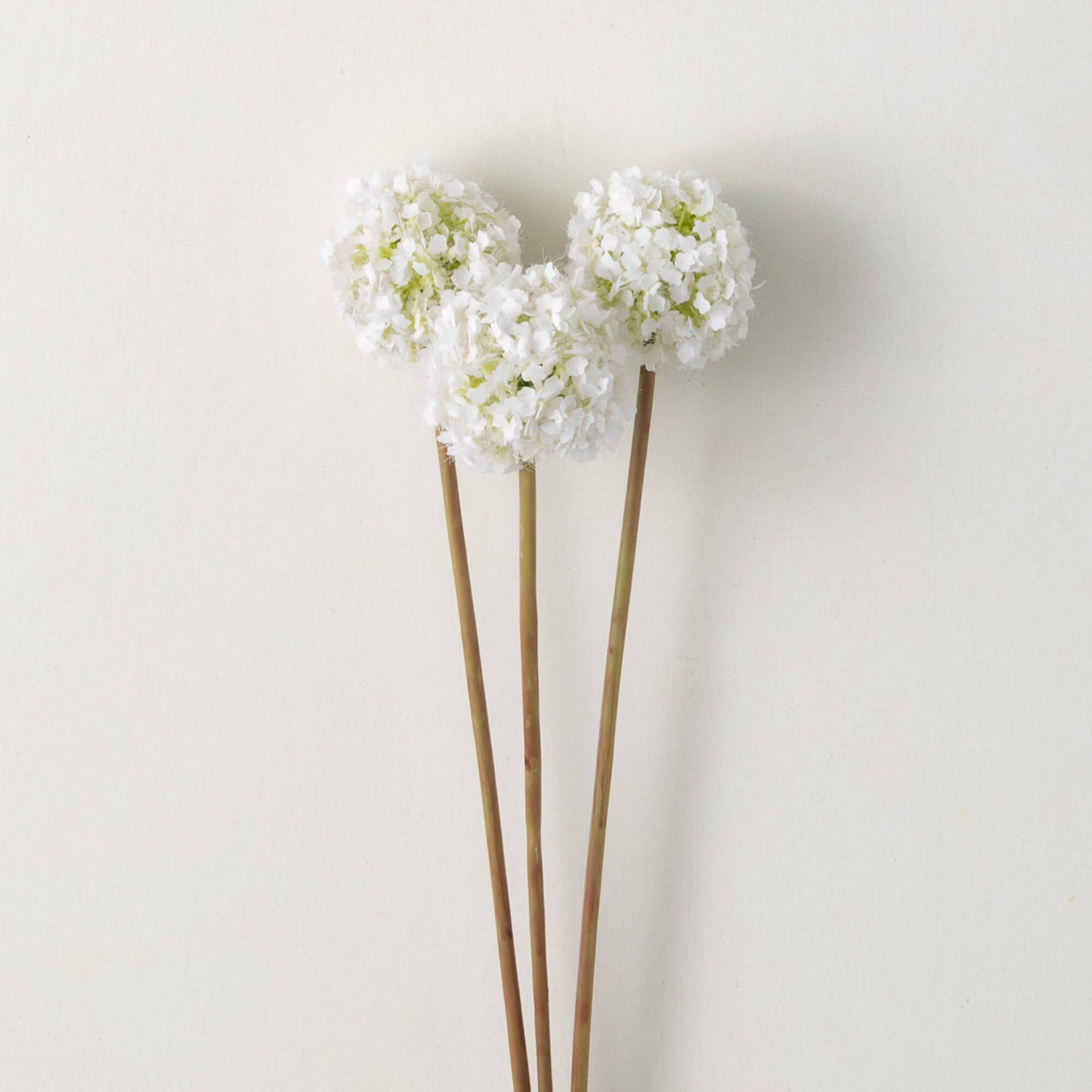 Allium Flower Bud Stem | Pink, White, Purple