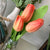 Birdseed Birdhouse & Tulips {Gift Box}
