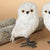 White Owl | 6.5" & 9"