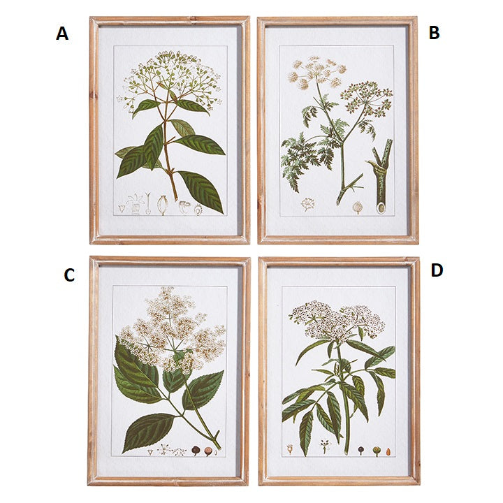 Botanical Framed Prints | 18&quot;