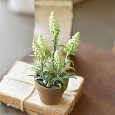 Potted Moutain Bells | White