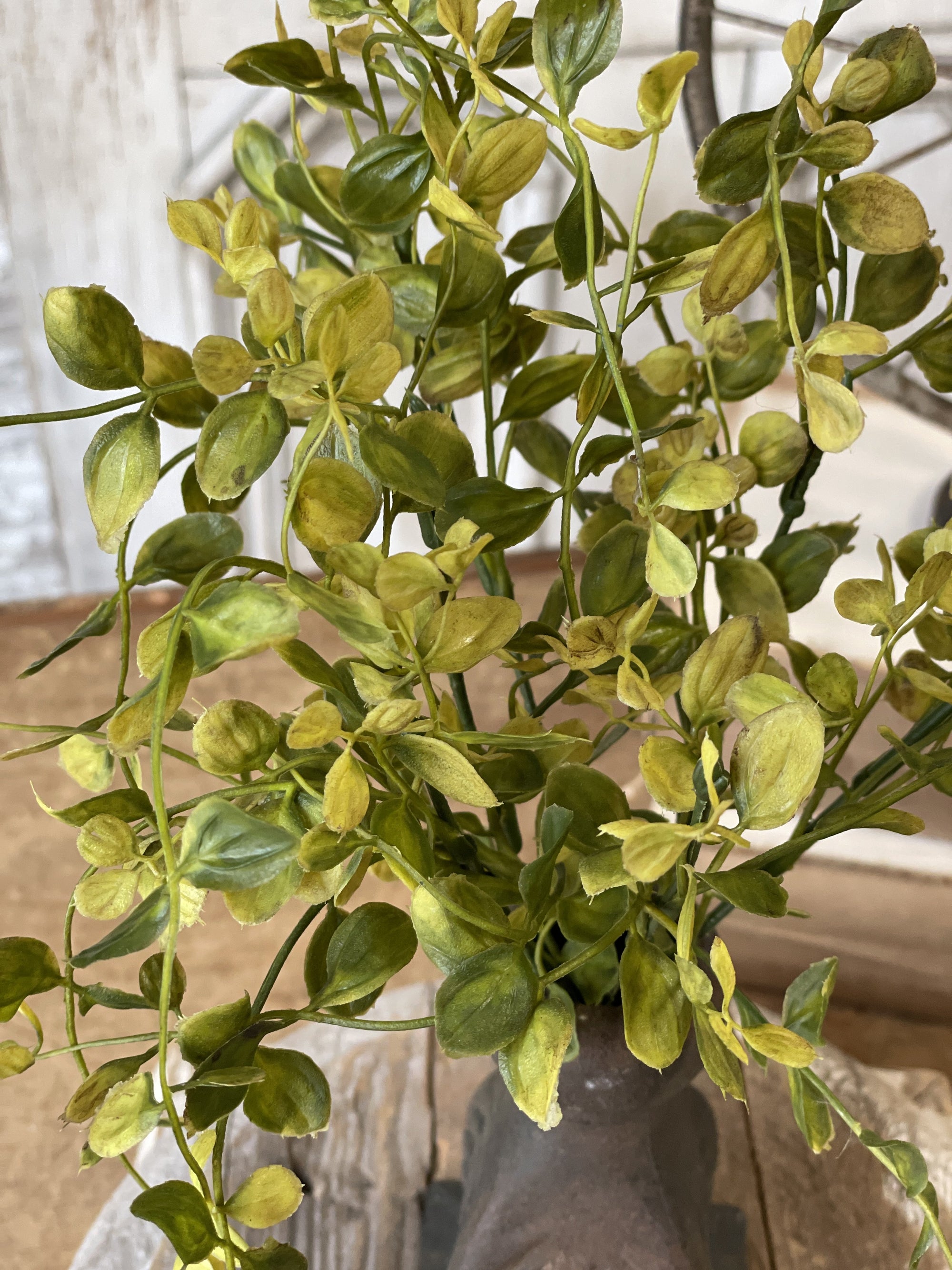 Bog Pimpernel Bush | 12"