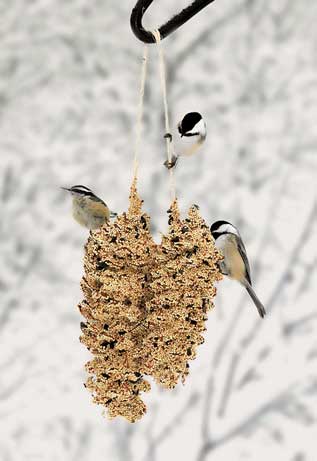 Birdseed | Pinecone Pair