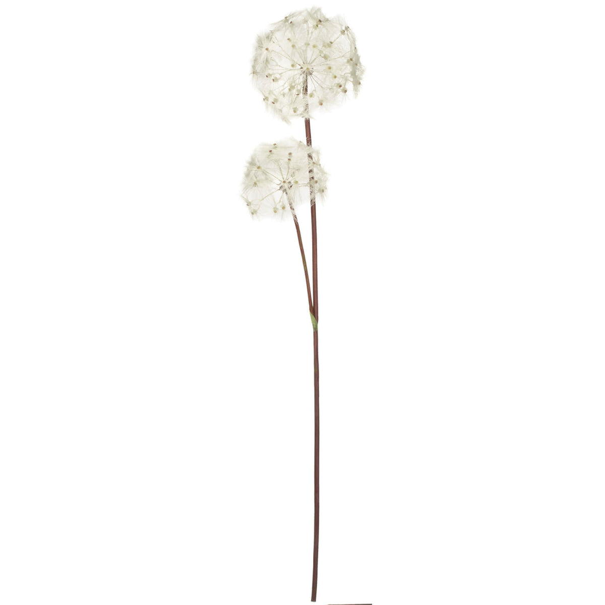 Dandelion Double Flower Stem | 24-39&quot;