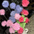 Pom Stem | Pink/Red/Blue